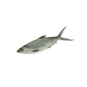 Milk Fish