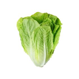 Romaine Lettuce GCC