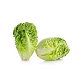 Baby Romaine Spain