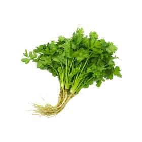 Coriander Lao Thailand