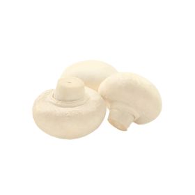 Mushroom White Holland