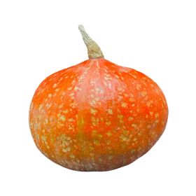 Hokkaido Pumpkin