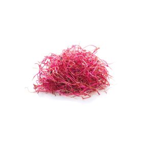 Beetroot Sprouts
