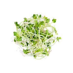 Radish Sprout