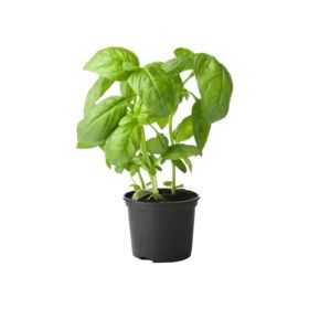 Bay Herb Pot