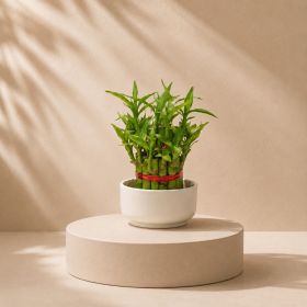 Bamboo 2 Layer