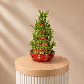 Bamboo 5 Layer