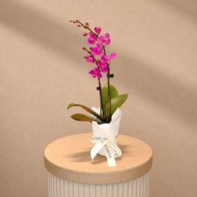 Mini Double Stem Purple Orchid