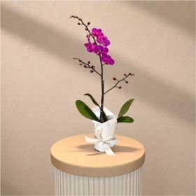 Mini Single Purple Orchid