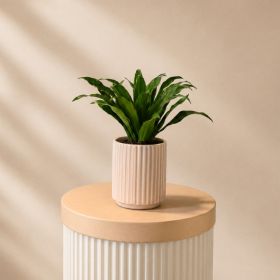 Dracaena Compact Pot