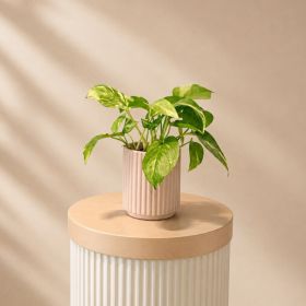 Epipremnum Pinnatum Pot