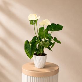Anthurium White Pot