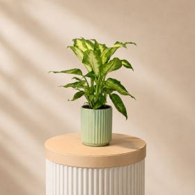 Dieffenbachia Camilla Pot