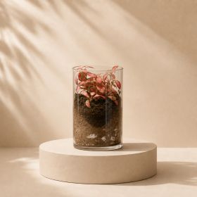 Fittonia Cylinder Vase
