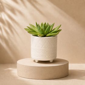 Echeveria Pot
