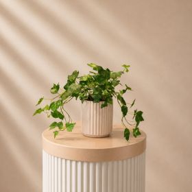 Hedera Pot