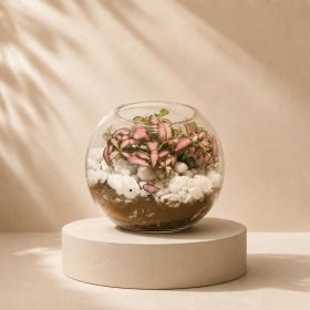 Fittonia Fishbowl Vase