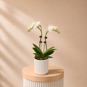 White Orchid Double Stem in White Pot
