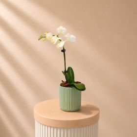 White Orchid Single Stem in Green Pot