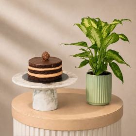 Dieffenbachia with Mini Ferrero Cake