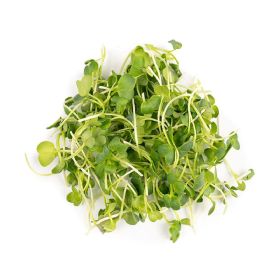 Pure Harvest Micro Greens Green Radish
