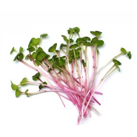 Pure Harvest Micro Greens Red Radish