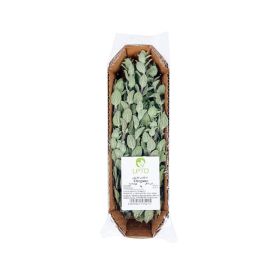 Leto Oregano