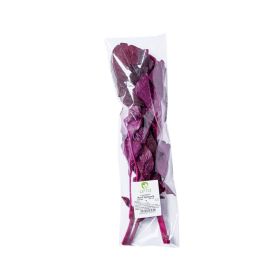 Leto Red Spinach