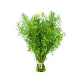 Leto Dill Leaves