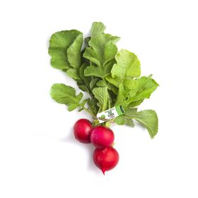 Leto Red Radish