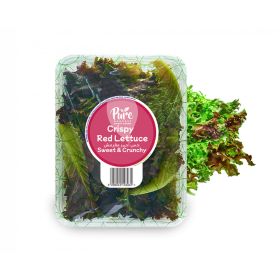Pure Harvest Crispy Red Lettuce UAE