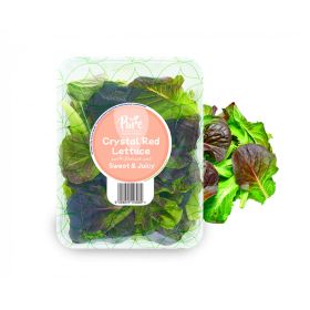 Pure Harvest Crystal Red Lettuce UAE