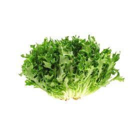 Green Frissee