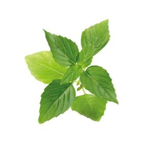 Basil Leaves
