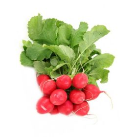Radish Red Holland