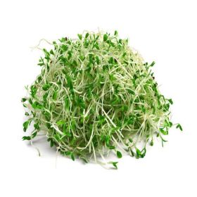 Alfalfa Sprouts Australia