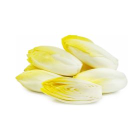 Chicory Loose Holland