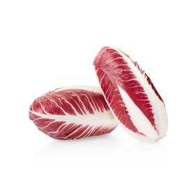 Chicory Red Holland