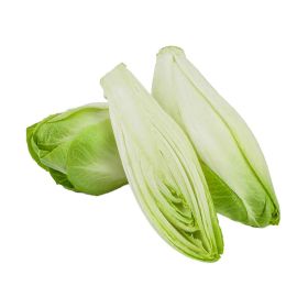 Chicory Holland