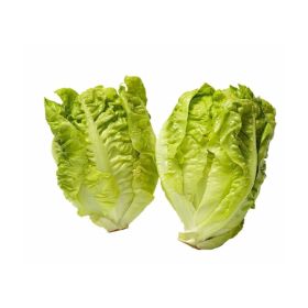 Lettuce Gem Heart Spain