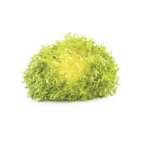 Lettuce Frisee Yellow France