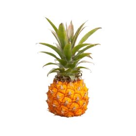 Baby Pineapple Medium South Africa