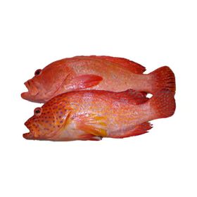 Red Hamour UAE
