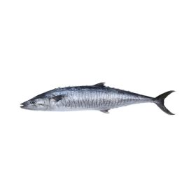 King Fish Large