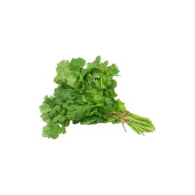 Coriander Bunch Lebanon
