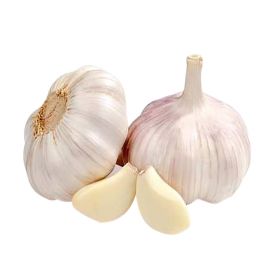 Garlic Syria