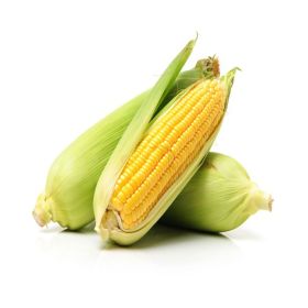 Sweet Corn Syria