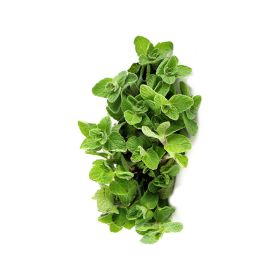 Oregano Holland