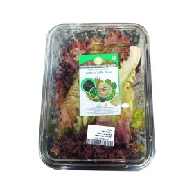 Lettuce Lollo Rosso