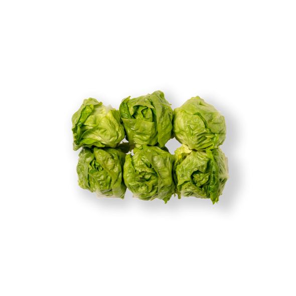 Lettuce Gem Heart Lucas Spain Grandiose.ae